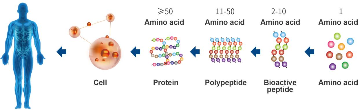 asd (1)