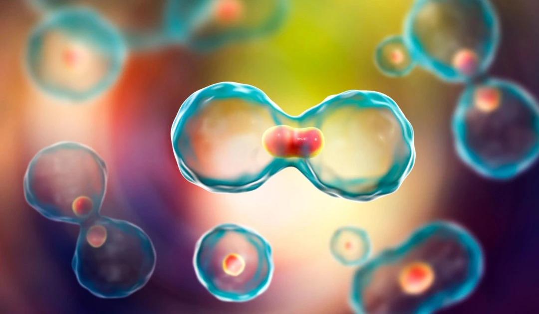 https://www.taiaitaibiology.com/products/