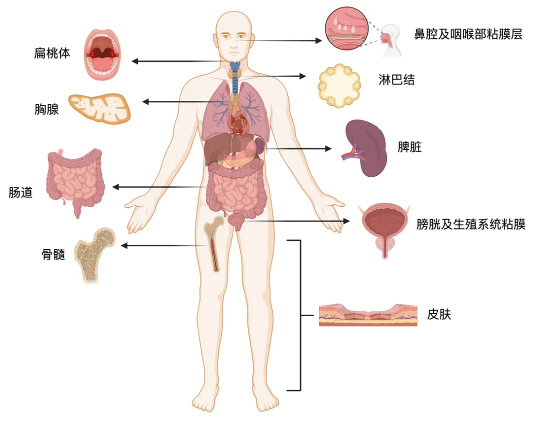 https://www.taiaitaibiology.com/products/
